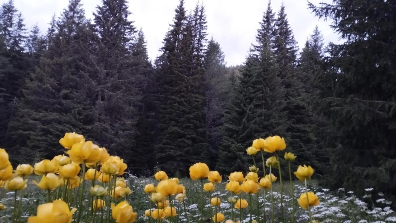 Хижа Ловна В Рила Panicişte Exterior foto